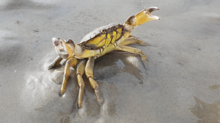 Defender of the Tidal Flats